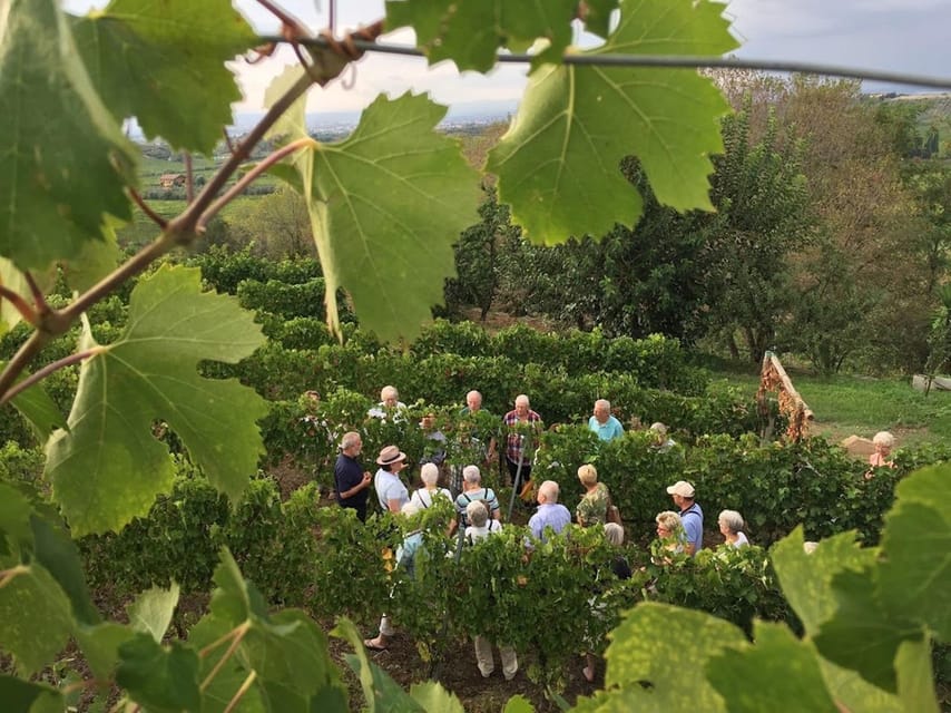 Frascati: 3-Hour Wine and Oil Tasting with Lunch/Dinner - Why a Frascati wine tour makes sense when you’re based in Rome
