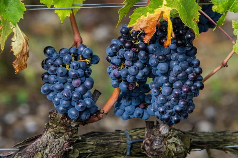 From Roma: Montepulciano and Montalcino, on the Wine Routes - From Piazza del Popolo to the Tuscan Hills: How the Day Flows