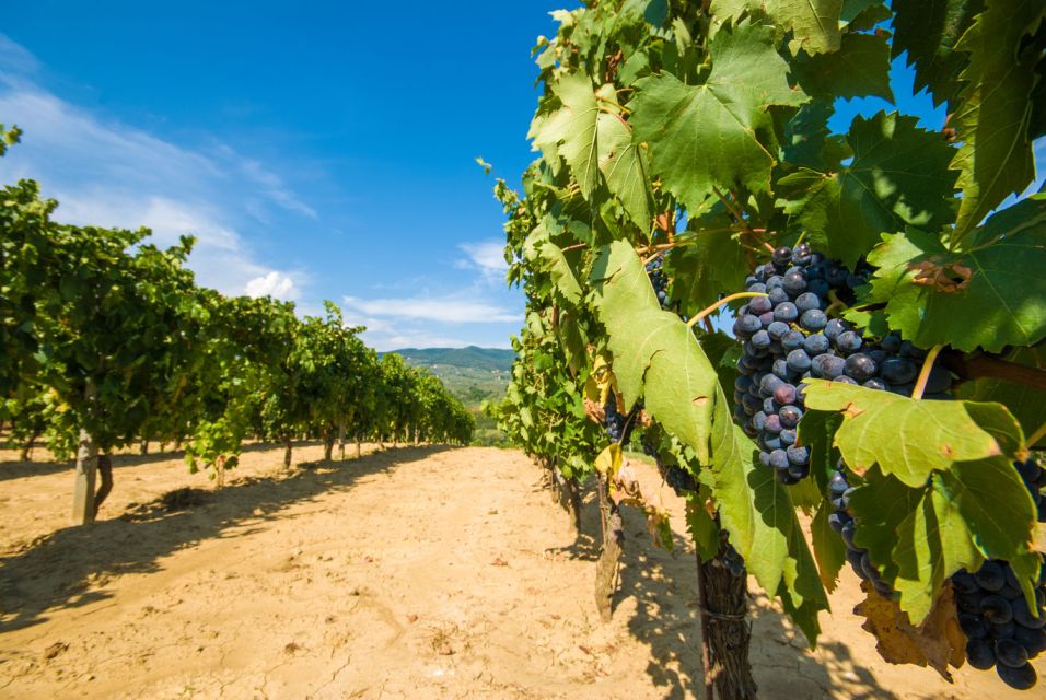 From Rome: Private Tuscany Day Trip - Food and Timing: How to Avoid the Rushed Feeling