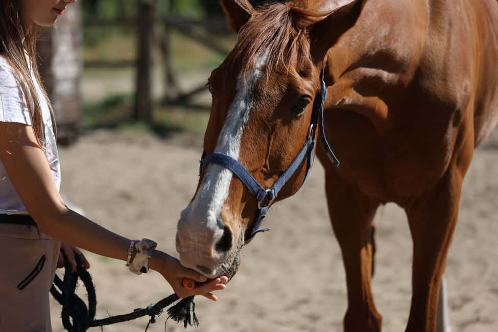 Horse Sanctuary in Rome - “Volunteer” care in the natural reserve: what you’re actually doing
