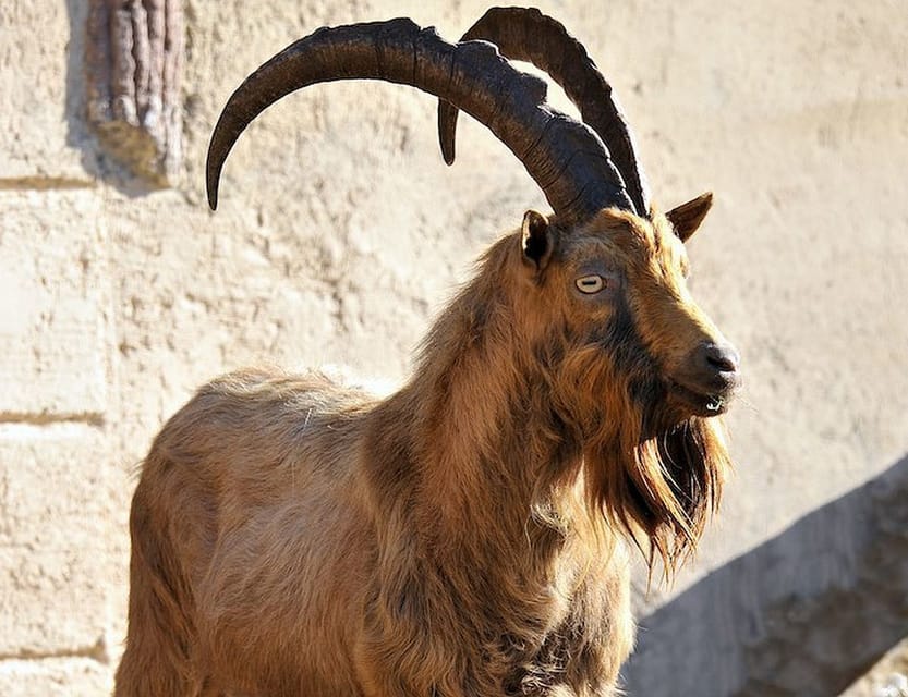 Rome: Bioparco di Roma Zoological Garden Entry Ticket - Big Cats and Bears: Good Viewing, With Expectations in Check